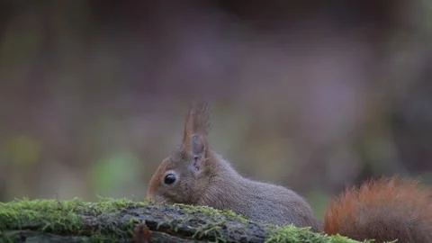 Red squirrel sits on dead wood with moss and searches for food Stock Footage 343431639