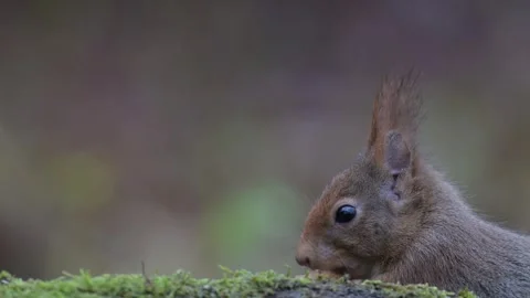Red squirrel sits on dead wood with moss and searches for food Stock Footage 343431665