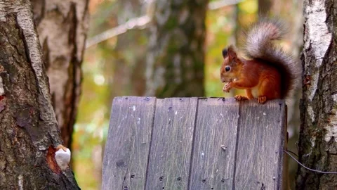 Red squirrel sits in forest on feeder in form of house and eats nuts. Weatherful Stock Footage 279651322