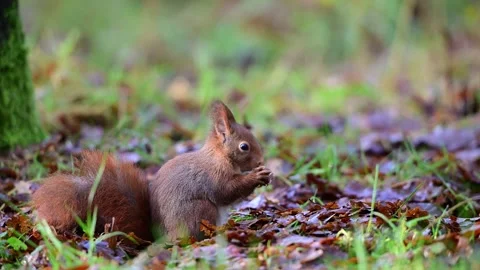 Red squirrel sits in a forest meadow and eats a hazelnut Stock Footage 260321892