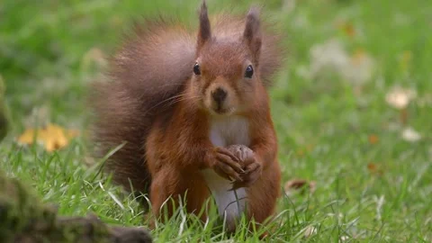 Red squirrel sits on grass, looks at camera, eats hazelnut 스톡 동영상 305337047