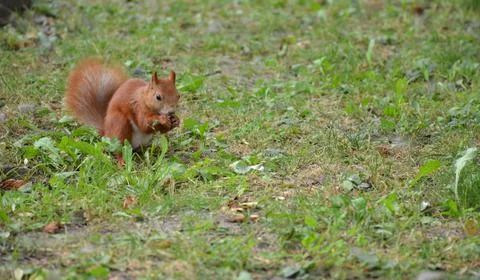 Red squirrel sits in the grass. Stock Photos