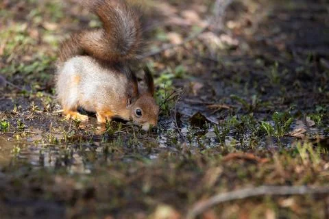 Red squirrel sits in the grass.. Stock Photos