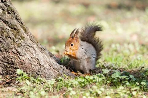 Red squirrel sits in the grass.. Stock Photos