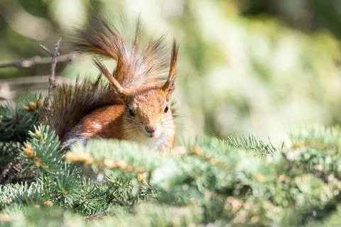 Red squirrel sits in the grass.. Stock Photos