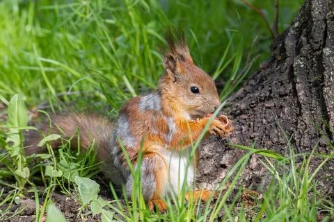 Red squirrel sits in the grass.. Foto stock