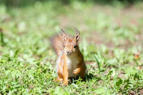 Red squirrel sits in the grass. Stock Photos