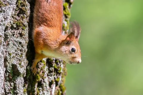 Red squirrel sits in the grass. Stock Photos