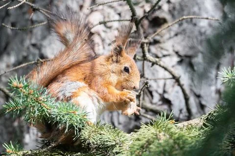 Red squirrel sits in the grass. Stock Photos