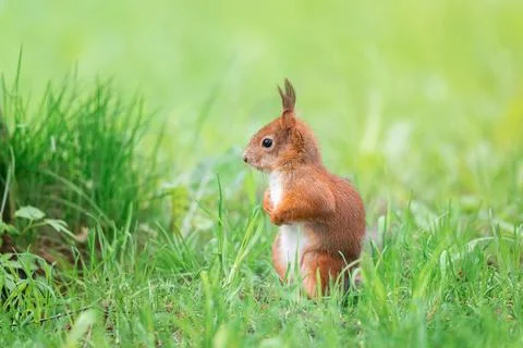 Red squirrel sits in the grass.. Stock Photos