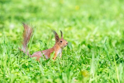 Red squirrel sits in the grass.. Stock Photos