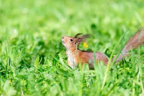 Red squirrel sits in the grass.. Stock Photos