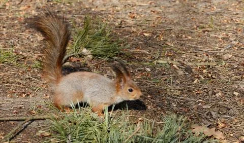 Red squirrel sits on the ground in the forest. Red squirrel in spring Stock Photos