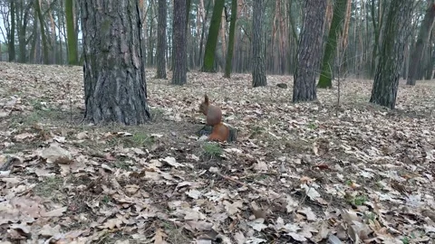 A red squirrel sits near a pine trunk and nibbles on a nut. Video stock 259160002
