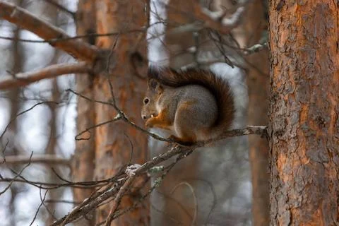 Red squirrel sits on a pine branch and eats nuts Stock-Fotos