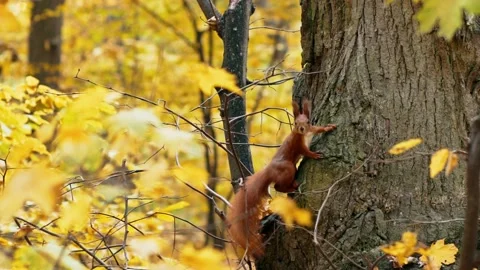 Red squirrel sits on a tree in the autumn park and looks at the camera Stock Footage 219411880