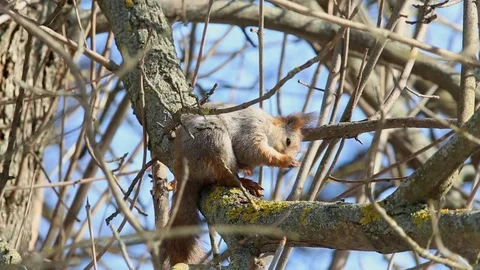 Red squirrel sits on a tree branch and intensively cleanses itself Stock-Footage 73377685