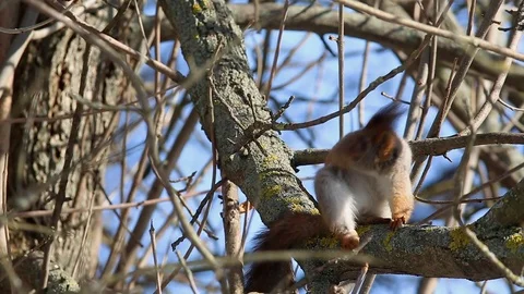 Red squirrel  sits on a tree branch and intensively cleanses itself Stock Footage 73437146