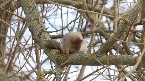 Red squirrel  sits on a tree branch and intensively cleanses itself Stock Footage 73502712