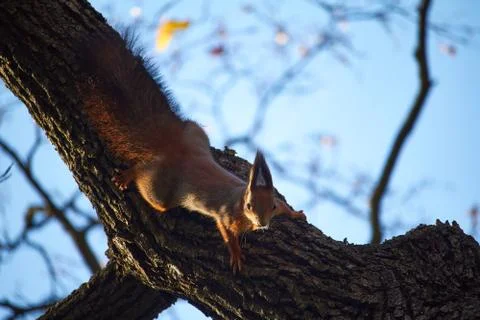 Red squirrel sits on a tree branch against the blue sky Stock Photos