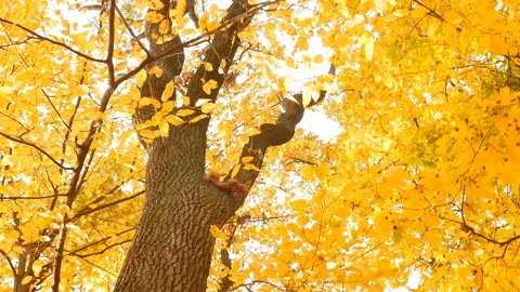 Red squirrel sits on a tree. Bright yellow leaves. Autumn Park. Camera in motion Stock Footage 126316939