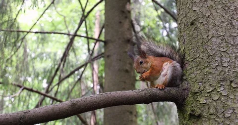 Red Squirrel Sits On A Tree Stock Footage 111789467