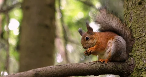 Red Squirrel Sits On A Tree Stock-Footage 111789468