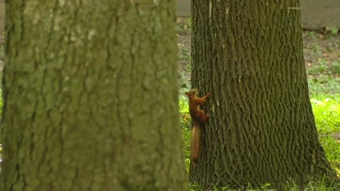 A red squirrel sits on a tree in a park Stock Footage 158681033