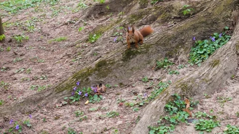 Red squirrel sits on tree roots in the park. Stock-Footage 332819306