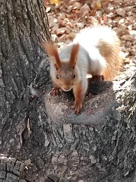 A red squirrel sits on a tree stump in the autumn forest Stock Photos
