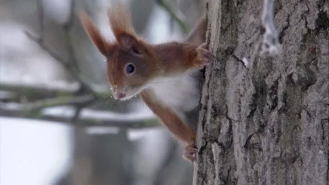 Red Squirrel sits at a tree trunk Stock Footage 300368554