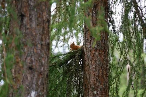 Red Squirrel sitting on branch between two pine trees in forest Stock Photos