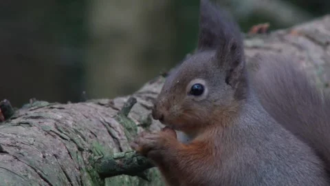 Red squirrel sitting on a branch covered in moss eating a hazelnut Stock Footage 267002454
