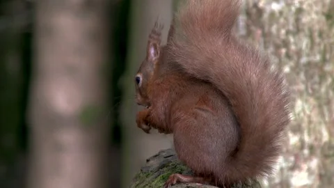 Red squirrel sitting on a branch covered in moss eating a hazelnut Stock Footage 267002535