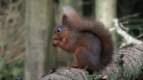 Red squirrel sitting on a branch covered in moss eating a hazelnut Stock Footage 267002547