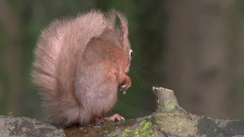 Red squirrel sitting on a branch covered in moss eating a hazelnut Stock Footage 267002558