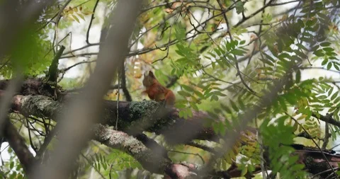 Red squirrel sitting on a branch in the forrest. Stock Footage 120788131