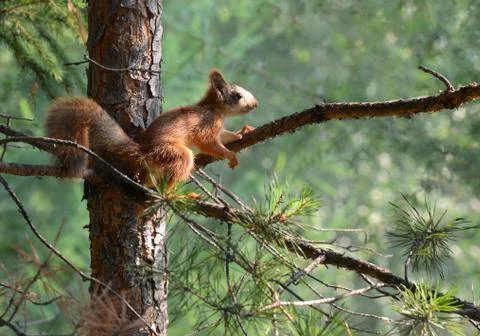 Red squirrel sitting on a branch of pine Stock Photos