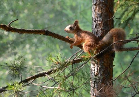 Red squirrel sitting on a branch of pine Stock Photos