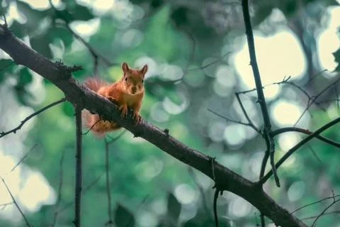 Red Squirrel Sitting On The Branch Of A Tree Foto stock
