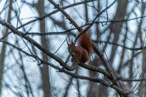 Red squirrel sitting on branch in winter forest Stock Photos