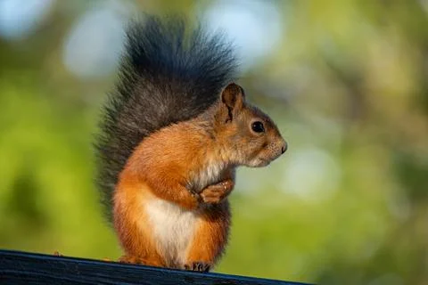 Red squirrel sitting calmly on a railing, side profile Stock Photos