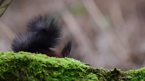 Red squirrel sitting on a dead branch and eating sunflower seeds Stock Footage 252971944