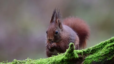 Red squirrel sitting on dead wood eating sunflower seeds Stock Footage 206065855