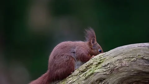 Red squirrel sitting on a dead wood branch eating sunflower seeds Stock Footage 217370322