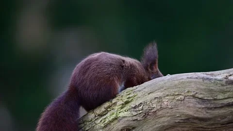 Red squirrel sitting on a dead wood branch eating sunflower seeds and looks Stock Footage 217371099