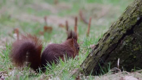 Red squirrel sitting in a forest meadow looking for food Stock Footage 252972041