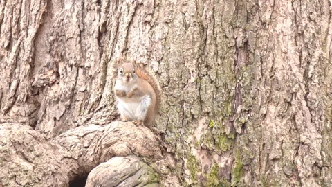 Red Squirrel Sitting in Front of A Big Tree Vidéo 306812062