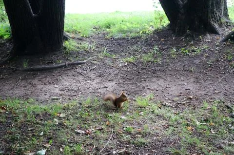 Red squirrel sitting on the grass and eating a nut in the woods. Foto stock