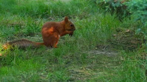 Red Squirrel Sitting On Grass Eating Nut Closeup 스톡 동영상 344990885